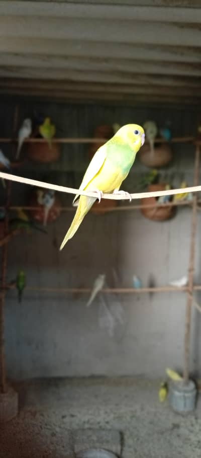 Australian birds