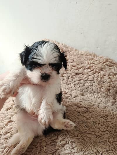 Shihtzu baby