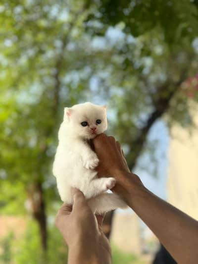 Male Triple Coated Pure Persian Cat – White | Pre-Order