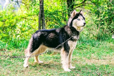 Siberian husky female