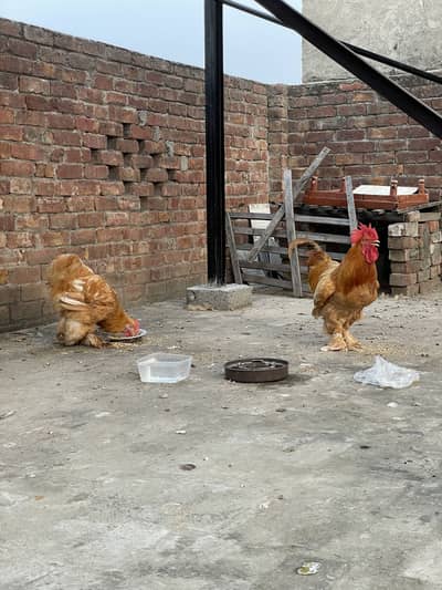 Havey Golden Buff Breed pair For sale