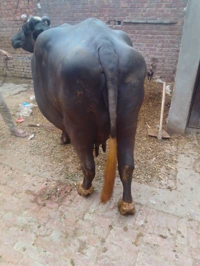 Bhans sale k liay ha /03014493536