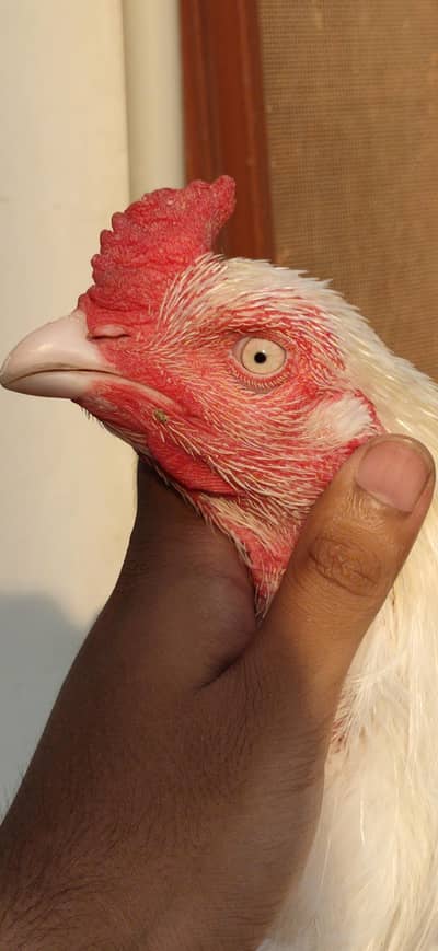Heera Aseel Pure Breed
