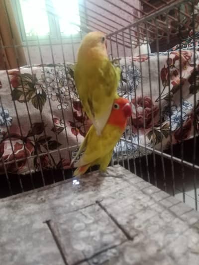 beautiful yellow breeder pair lying eggs  +one piece of white female