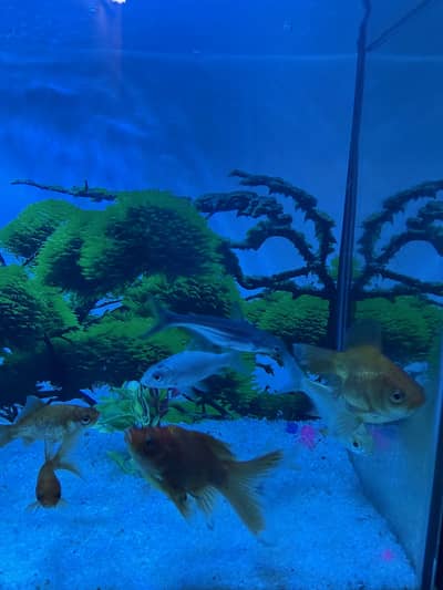 Fish aquarium
