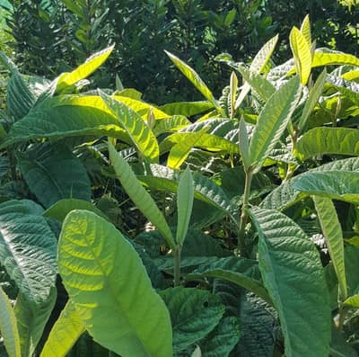 Lokat Plants