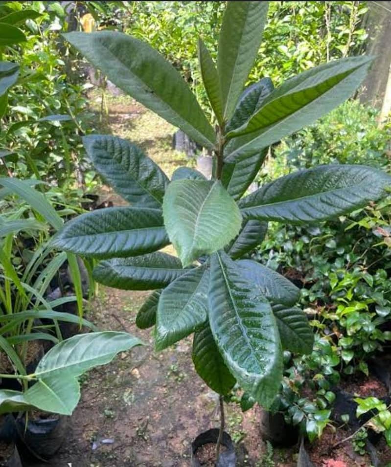 Lokat Plants 1