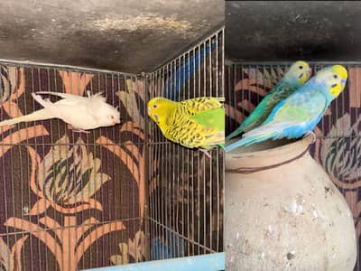 Breeder Rainbow budgie pair with chick and hogoromo/ spilit pair