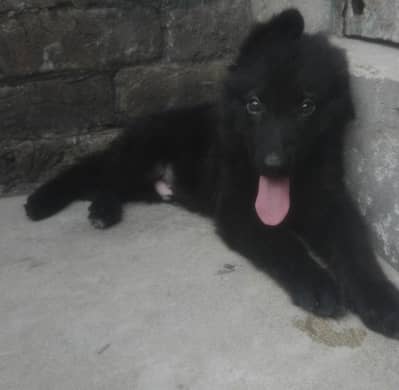 German shepherd long cout