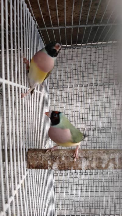 Gouldian Finch Trio