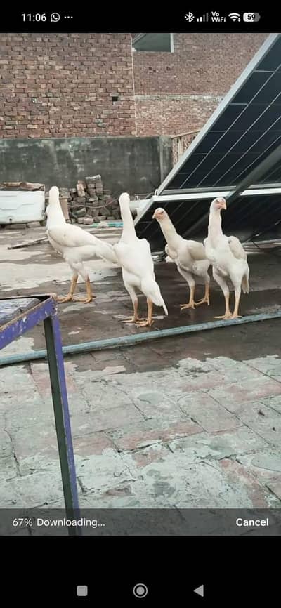 White Shamo Aseel Pakistan Heera Aseel