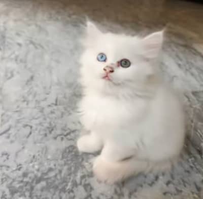 blue eyes double coat