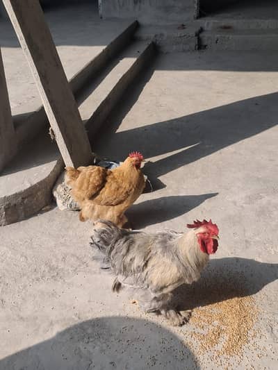 Golden heavy Buff pair for sale