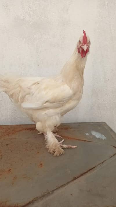 pure white heavy buff male