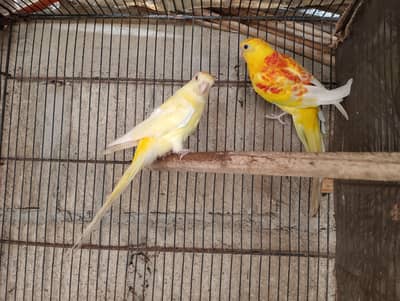parrot bird rump sale  lotion red factor rump