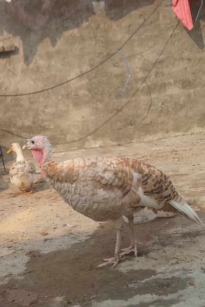 turkey female urgently sale