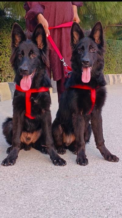 black German Shepherd pair  / German Shepherd puppies for sale