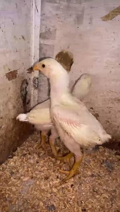 WHITE SHAMO CHICKS | MALE | FEMALE | PAIR