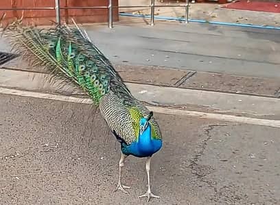 Indian Blue Peacock Male