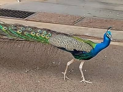 Indian Blue Peacock Male