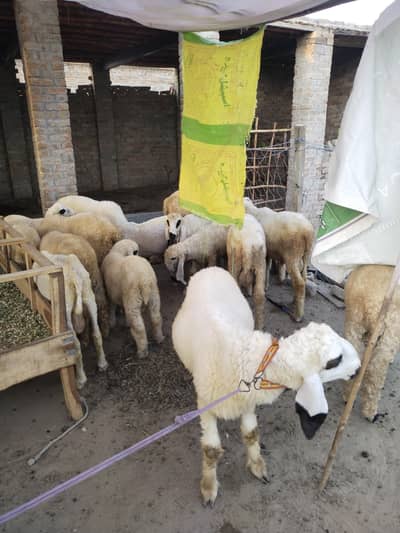 chatry for sale only male
