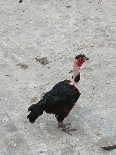 thai ganoi aseel madi, egg laying