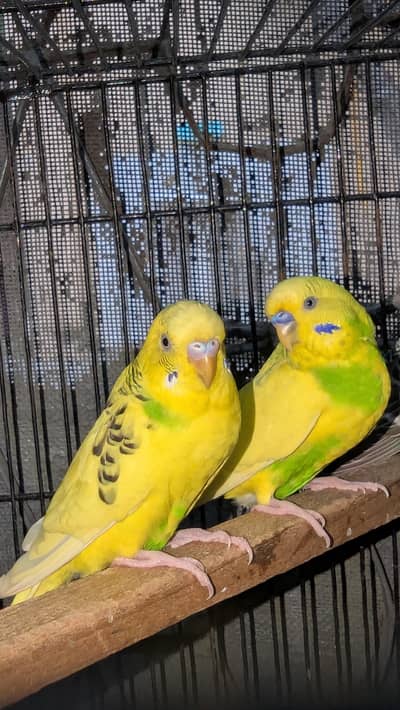 Australia parrot ha ak pair laga ha