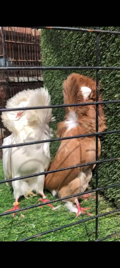 Nakab posh breeder pair 13,000