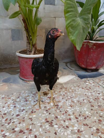 Aseel Lasanii Female For Sale!!. . . . Whats app: 03219874606