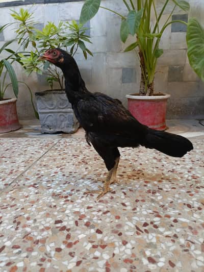 Lasanii Aseel Female For Sale. . . . Whats app: 03219874606