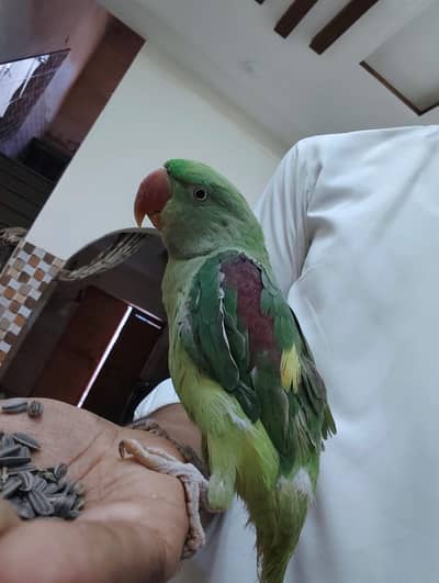 Raw parrot