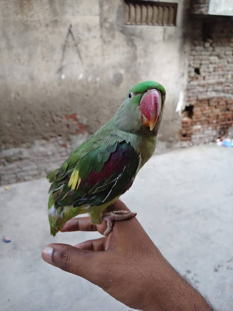 Raw parrot 1