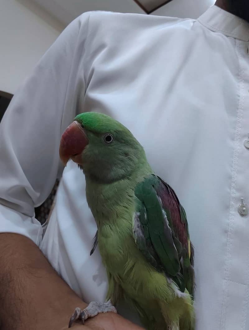 Raw parrot 2