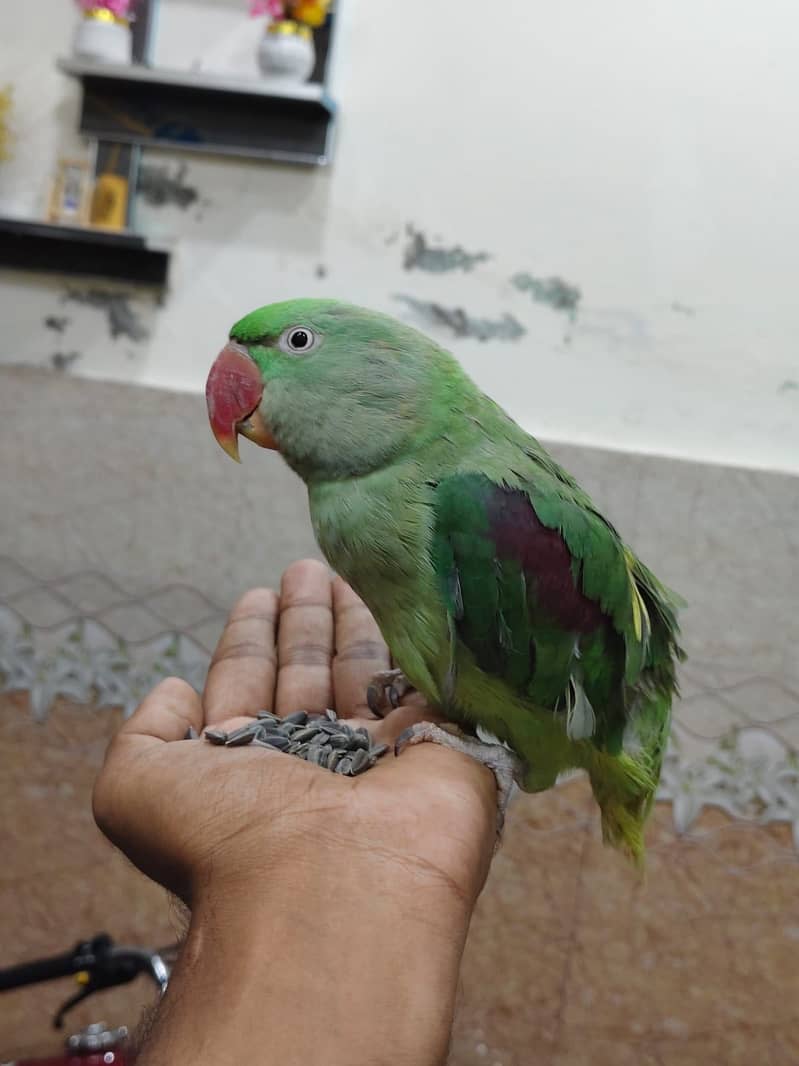 Raw parrot 3