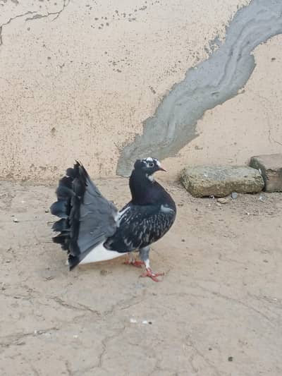 Lucky pegion for sale