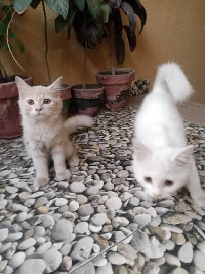 Persian Kittens with All Accessories