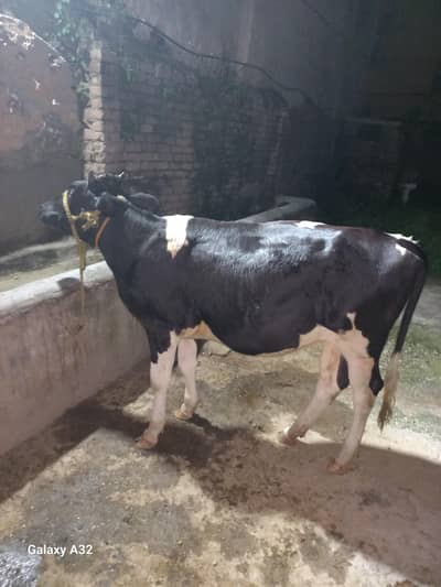 jersi frezian cross heifer