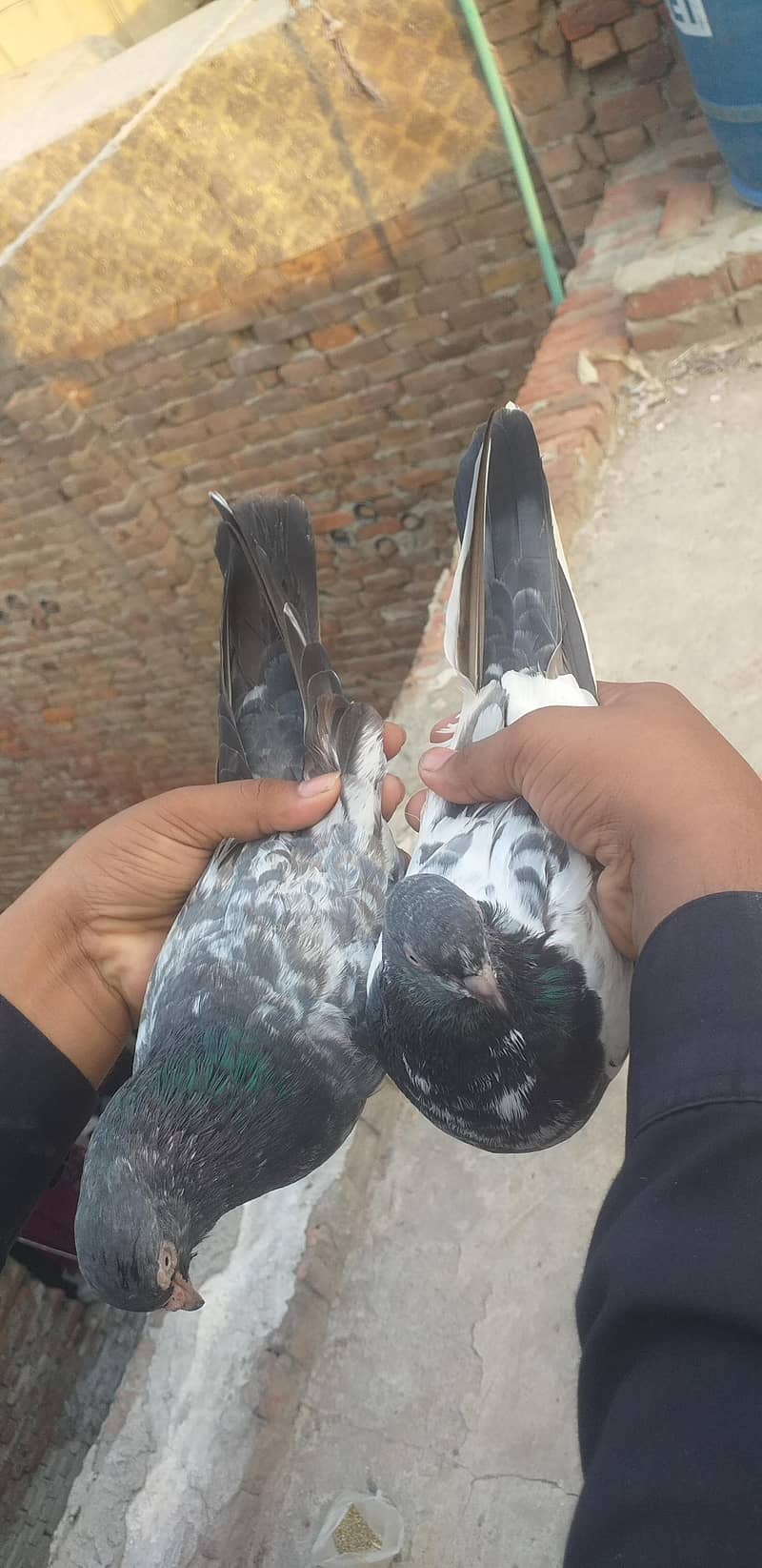 pigeon 1