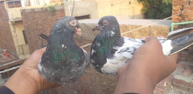 pigeons