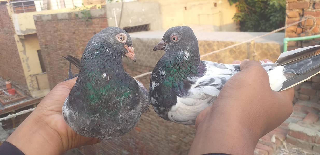 pigeon 0