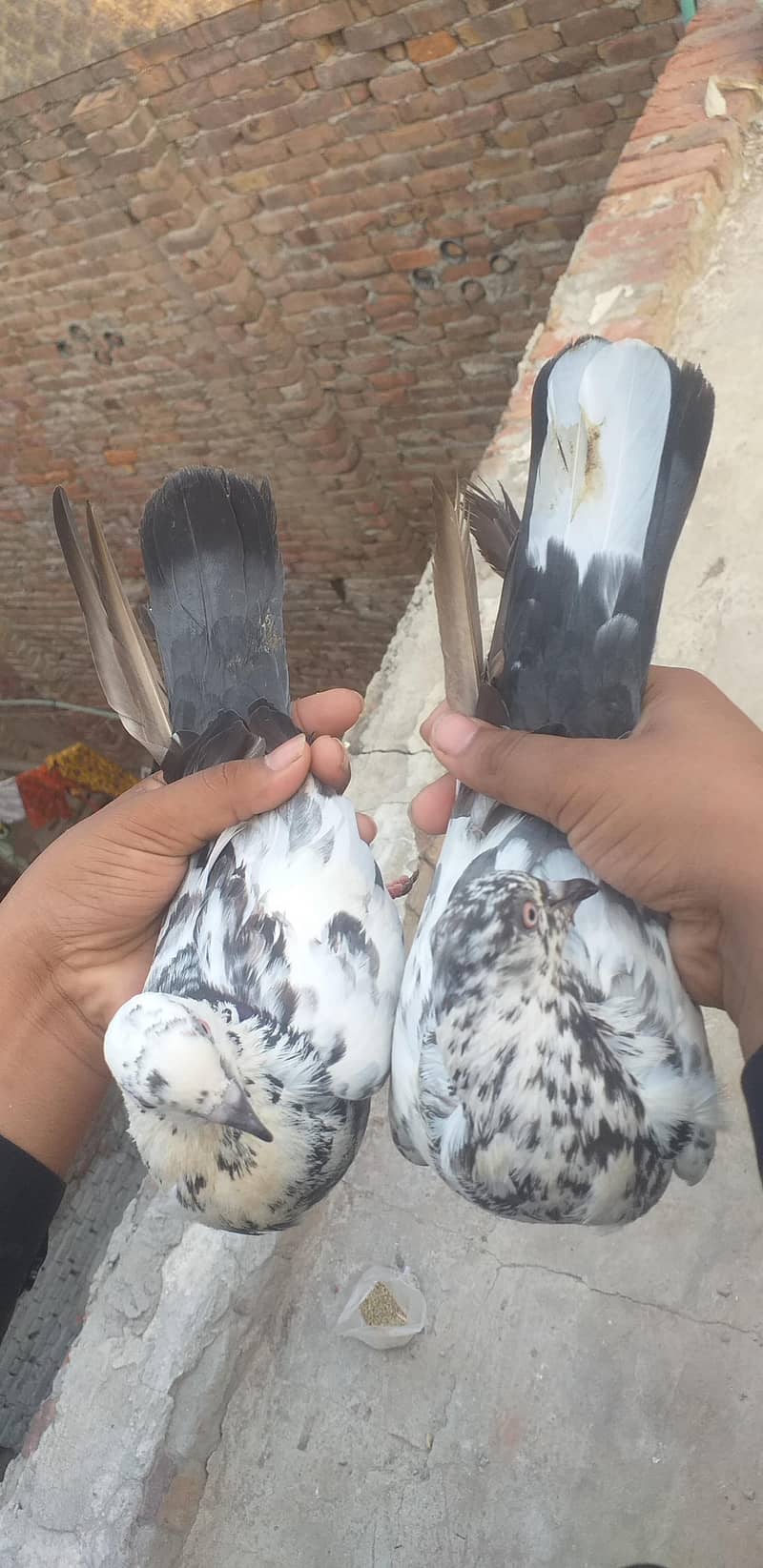 pigeon 2