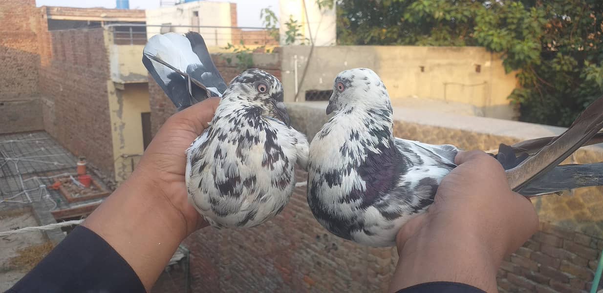 pigeon 3