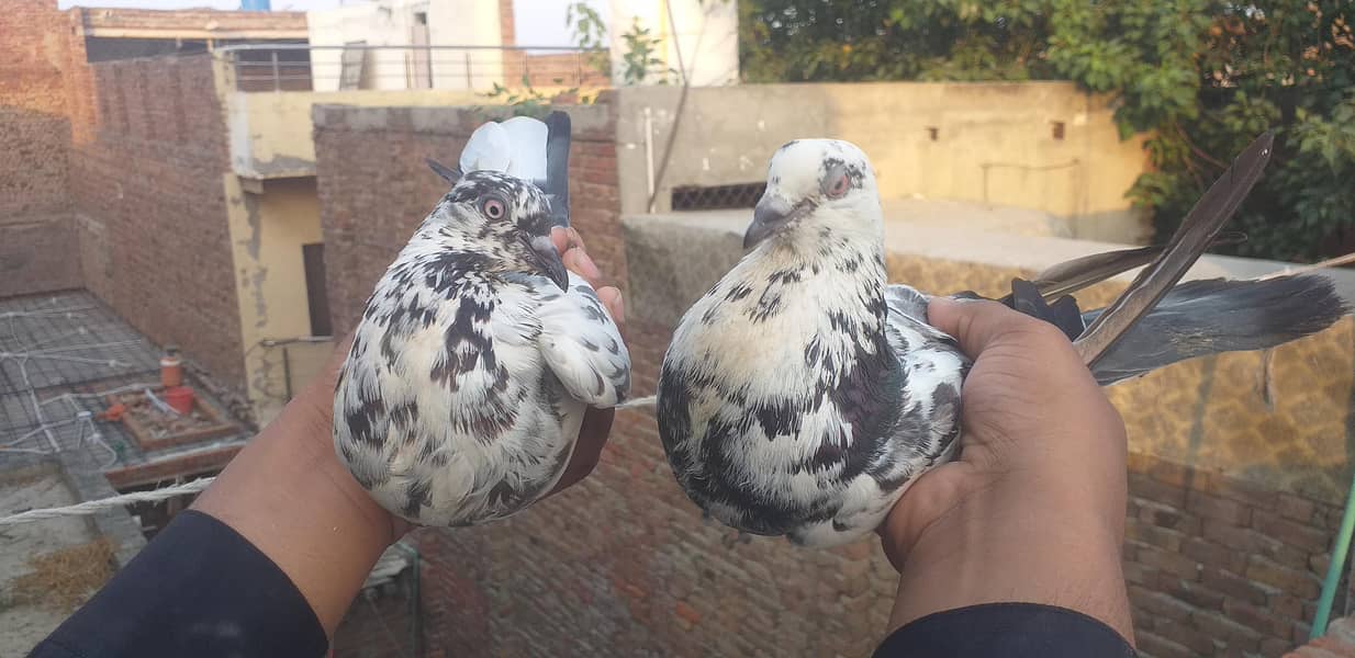 pigeon 4