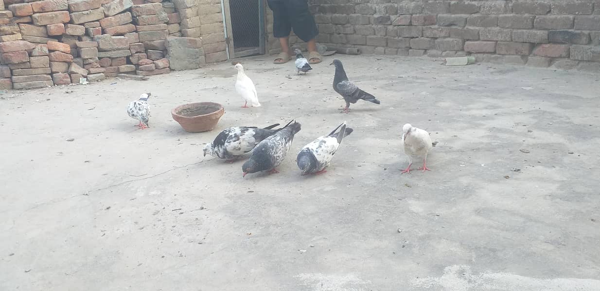 pigeon 5