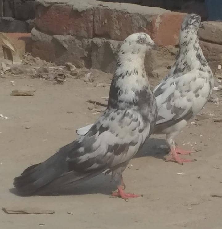 pigeon 6