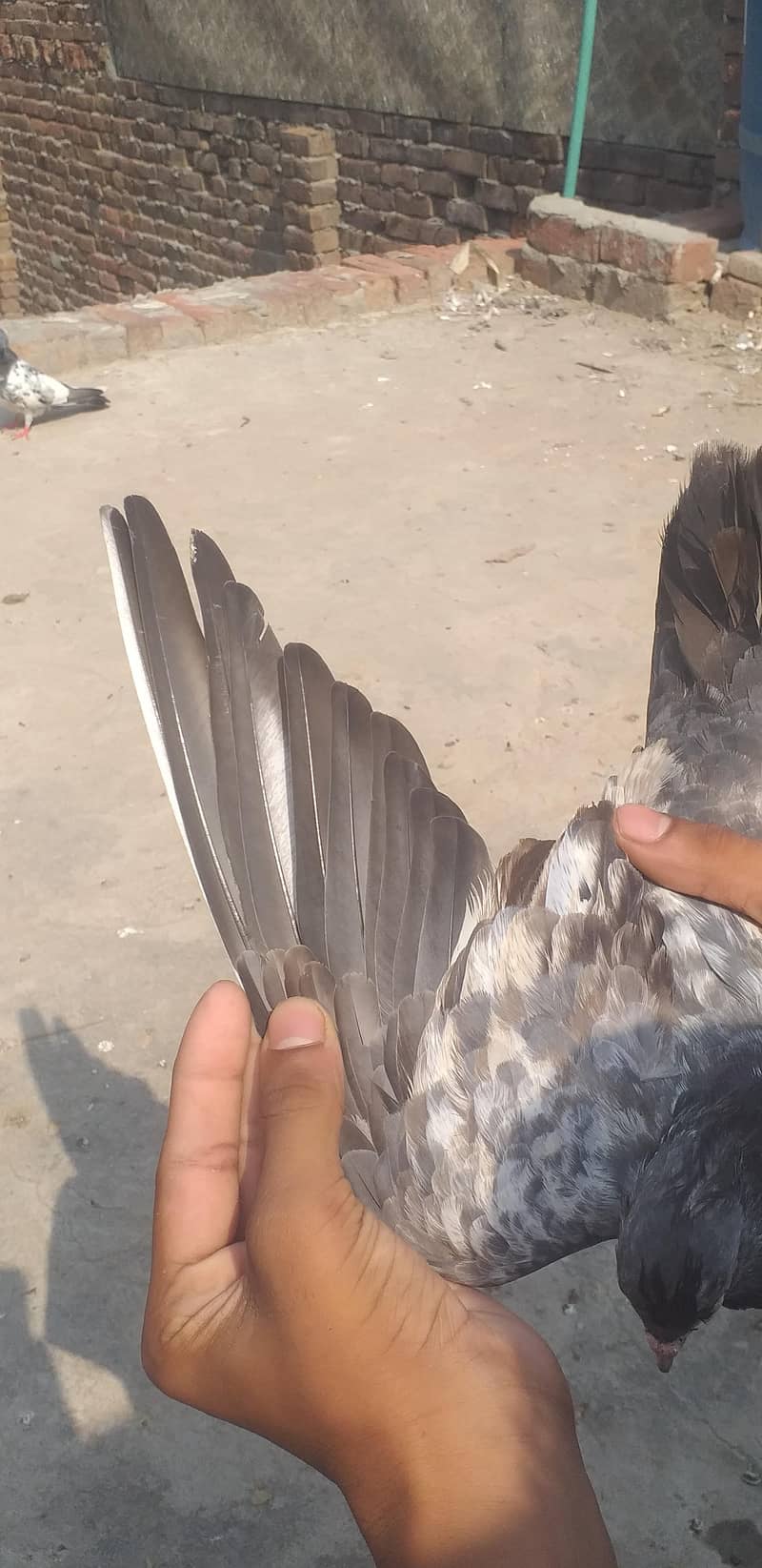 pigeon 7