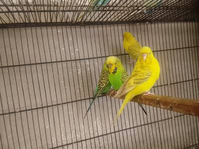 hago Roma breeder pair