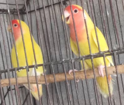 Beautifully Lutino Lovebird Pair