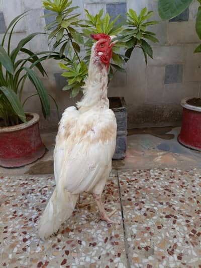 Topla Aseel Male For Sale. . . What's app:03219874606