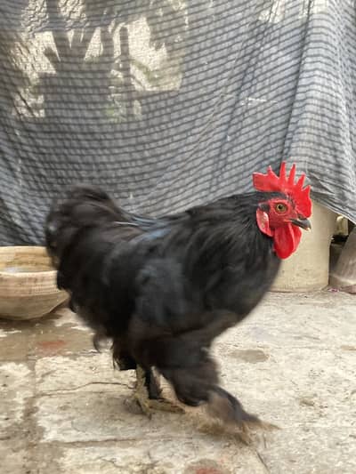 Black & white bantam